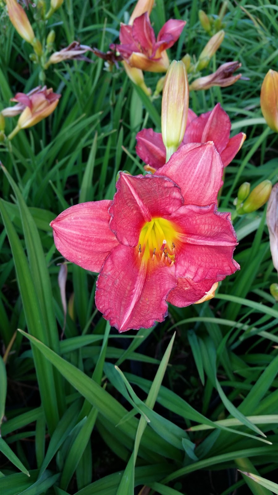 VanBeeks Nursery & Garden Centre | 68 Rd, Ingersoll, ON N5C 3J5, Canada | Phone: (519) 485-3081