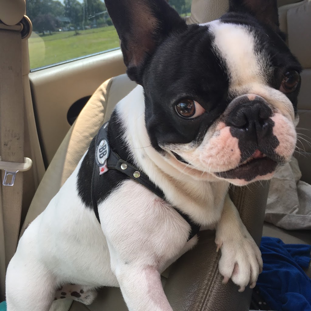 Spoiled Pups Bakehouse&Boarding | 732 5th Ave unit 309, New Westminster, BC V3M 1X7, Canada | Phone: (778) 888-5398