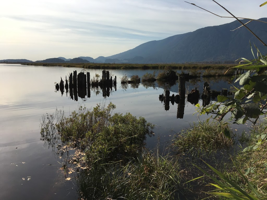 Pitt Polder Ecological Reserve | Pitt Meadows, BC V3Y, Canada