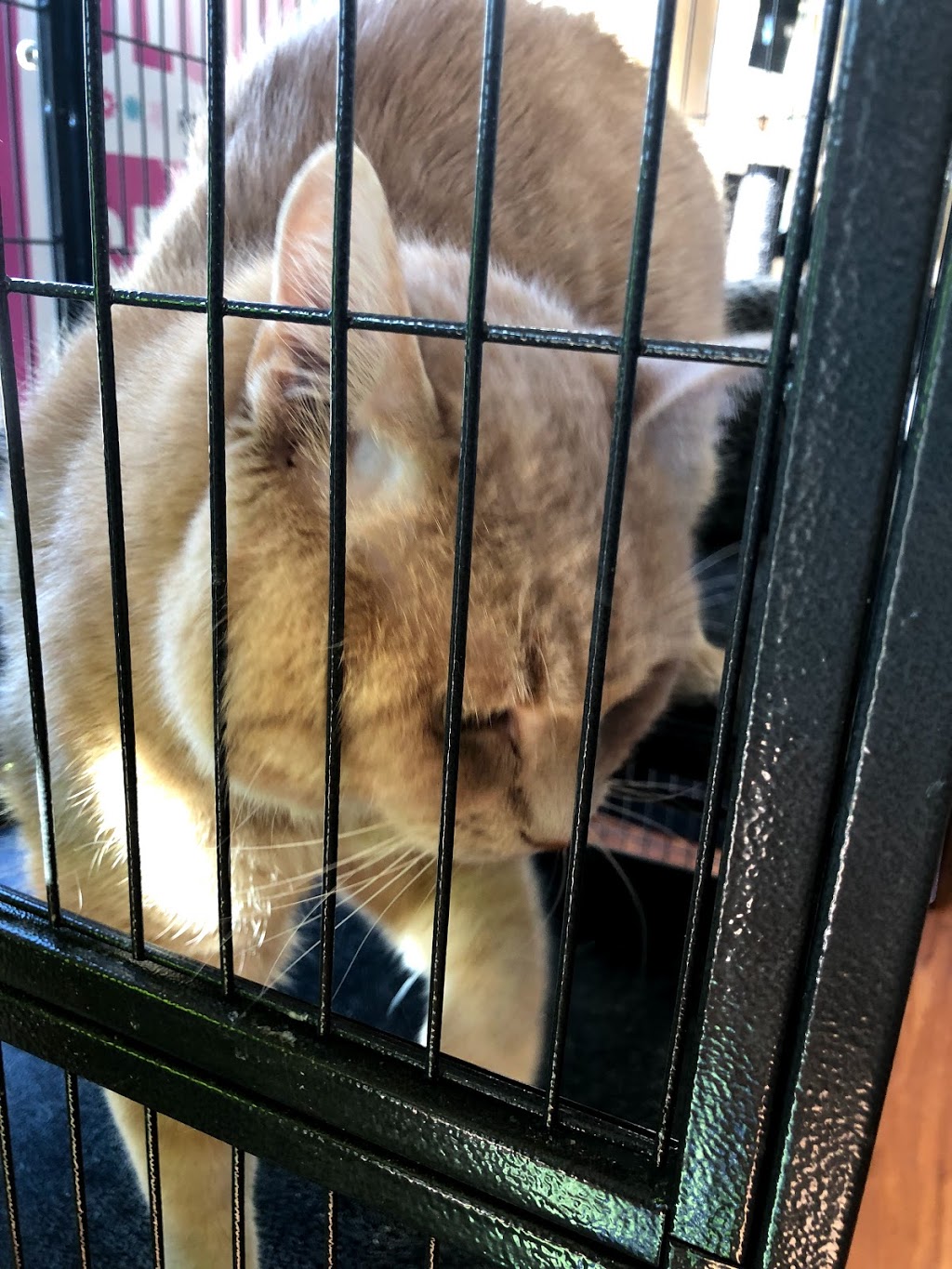 Pet Valu | 2210 Queen St E, Toronto, ON M4E 1E7, Canada | Phone: (416) 693-4456
