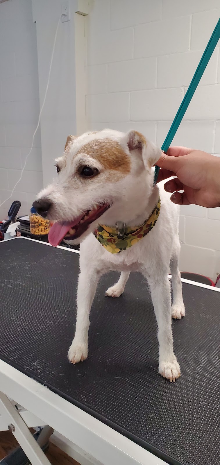 Pawchic Grooming | 633419 ON-10 unit c3, Mono, ON L9W 6Z1, Canada | Phone: (647) 746-6658