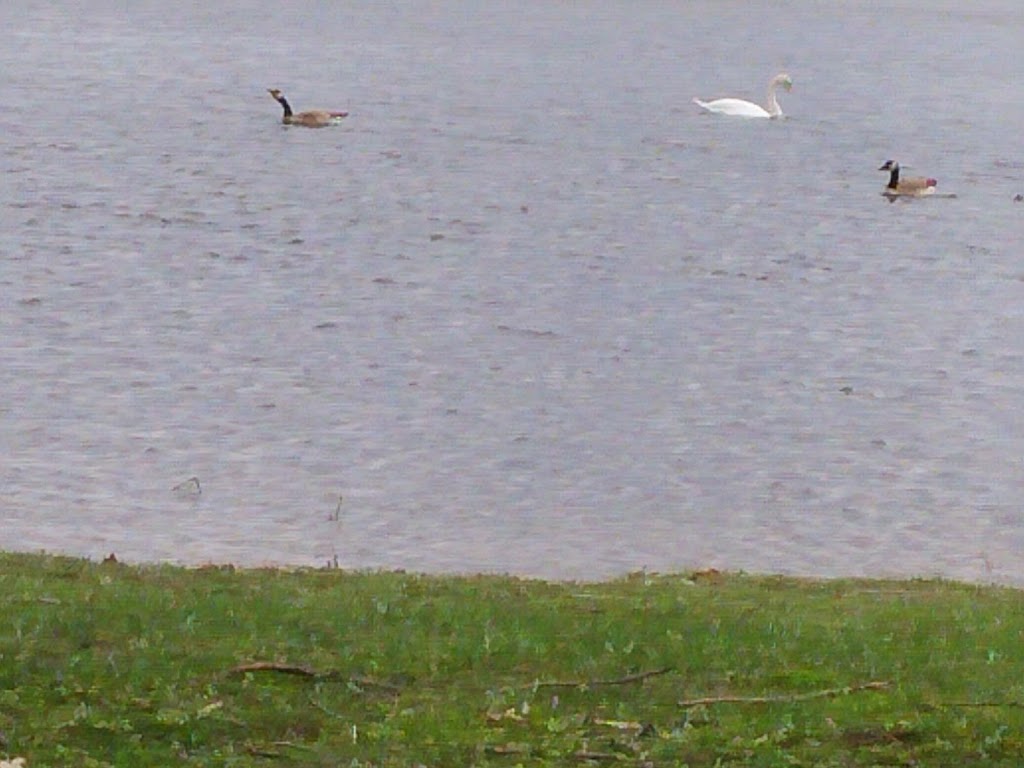 Wm.P. Thompson Pond | 2499 40th St, Port Huron, MI 48060, USA