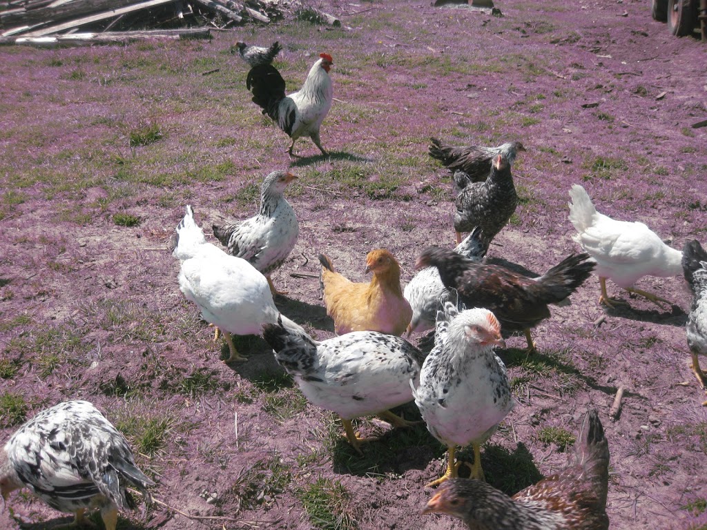 Sunny Meadow Farm | 3073 Flos Rd 5 W, Phelpston, ON L0L 2K0, Canada | Phone: (705) 322-2304