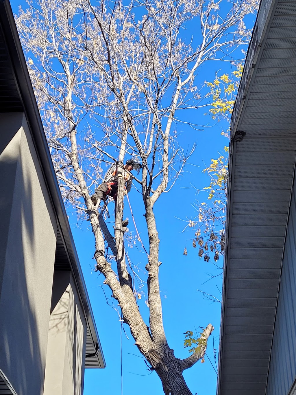 Eco-Land tree services and landscaping LTD | 119 Coachway Rd SW, Calgary, AB T3H 1B2, Canada | Phone: (587) 966-1905