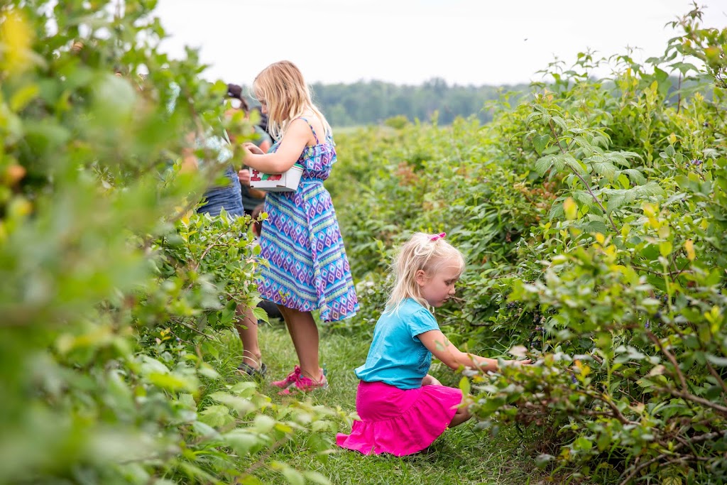 Huglis Blueberry Ranch, Country Market & Play Park | 2139 Greenwood Rd, Pembroke, ON K8A 6W2, Canada | Phone: (613) 638-1288