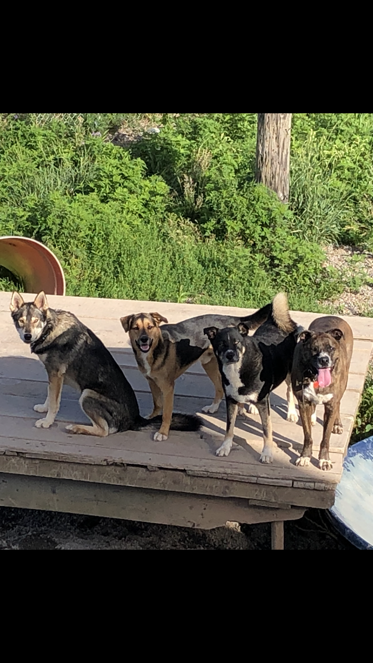 Furry Friends Inn | 1008 Ruggles Rd, Kingston, NS B0P 1R0, Canada | Phone: (902) 825-3208