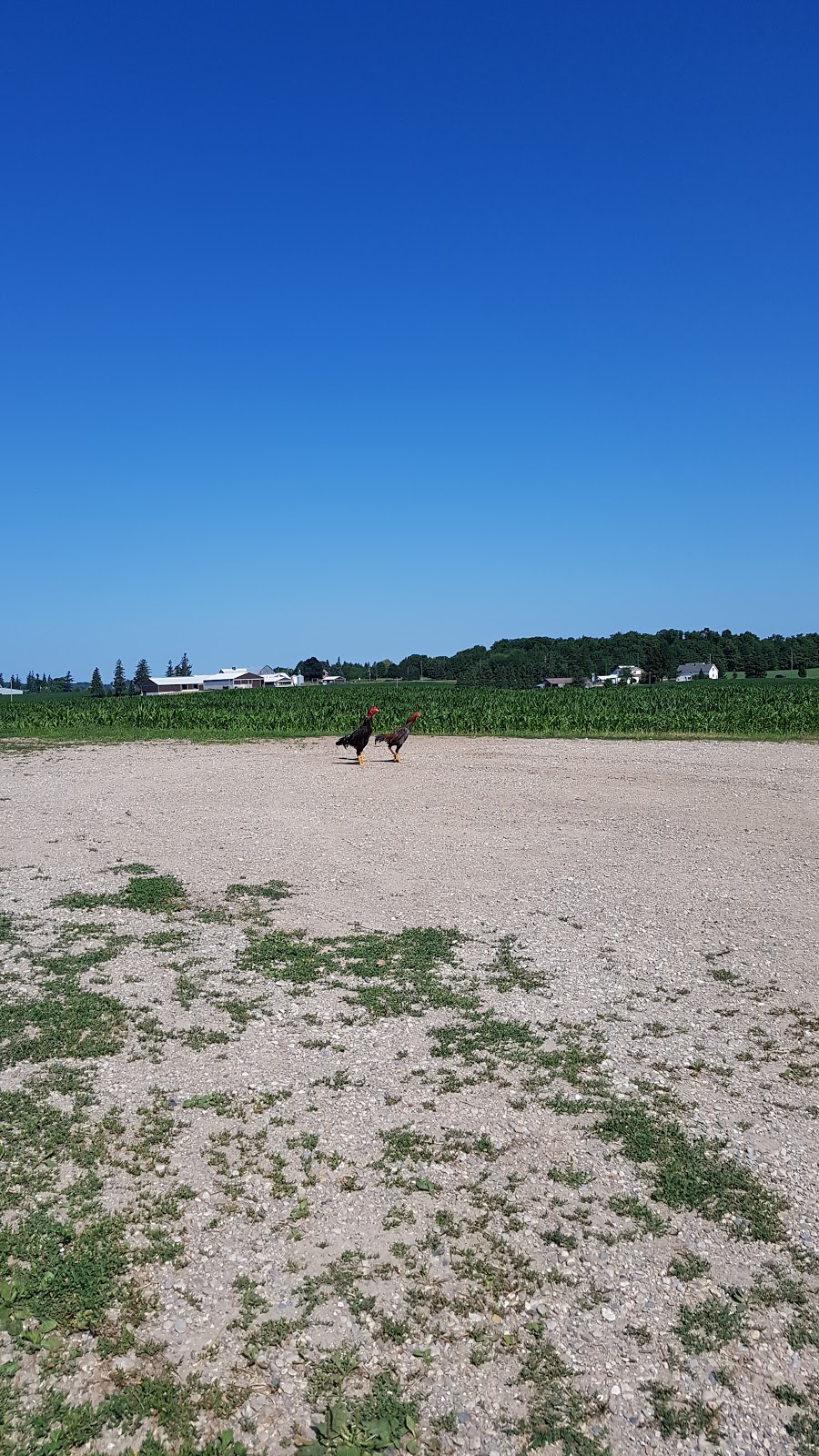 Orange Blossom Farm | 1290 Martin Creek Rd, Waterloo, ON N2J 3Z4, Canada | Phone: (519) 664-1237