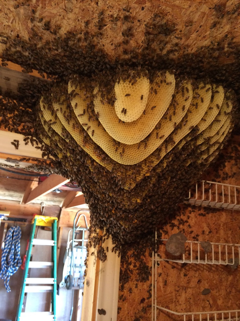 Bee Friendly Removal Service | 6037 Old Guide Rd, Bellingham, WA 98226, USA | Phone: (360) 303-6220