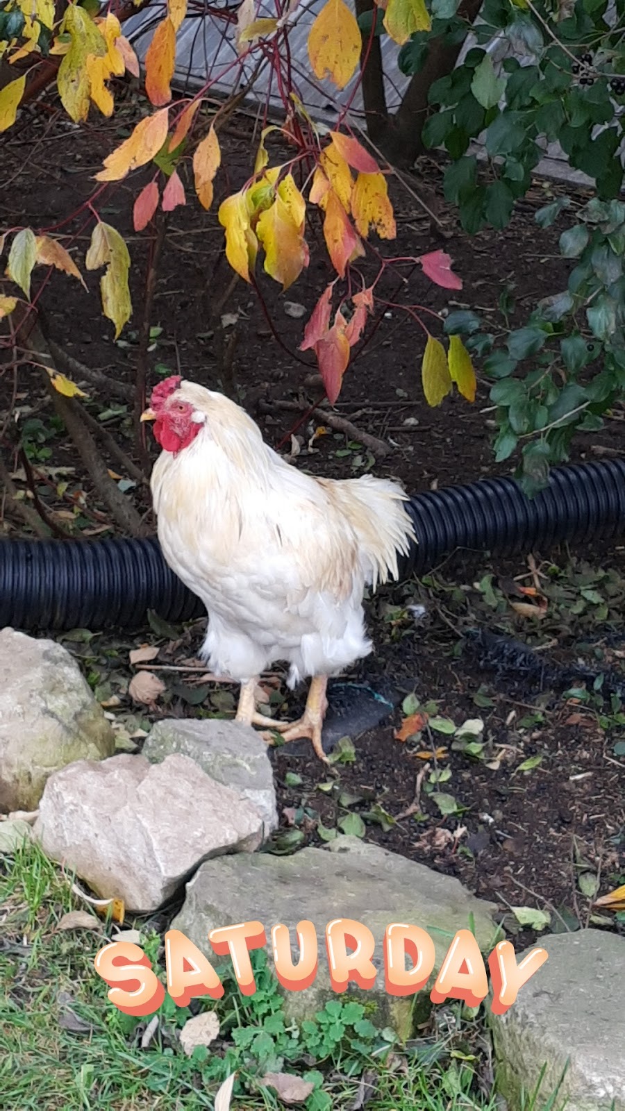 Harrington Lane Farms | Flamborough, Hamilton, ON N0B 2J0, Canada | Phone: (289) 895-8000