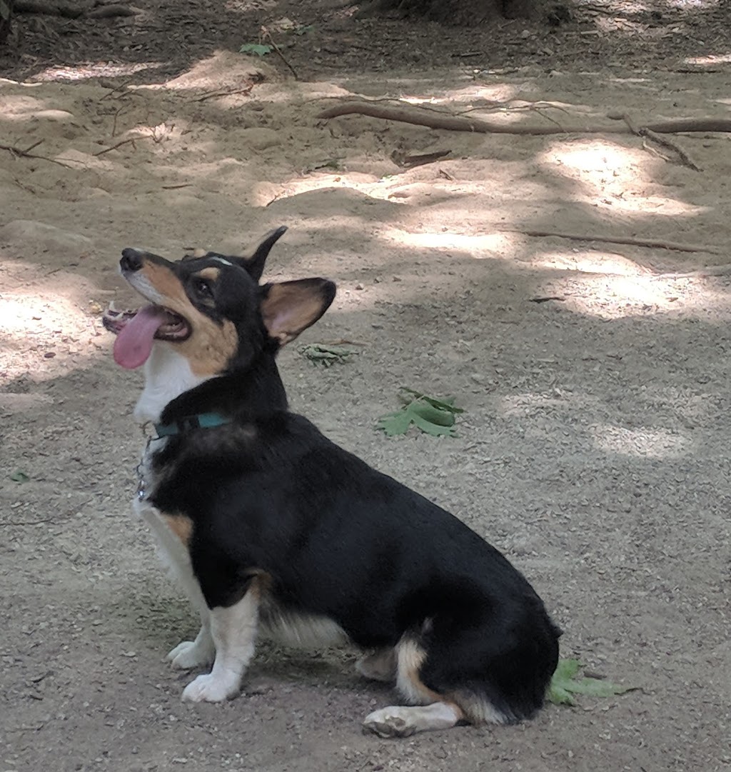 Shaughnessy Park Dog Off-leash Area | Shaughnessy St, Port Coquitlam, BC V3B 4L6, Canada | Phone: (604) 927-5496
