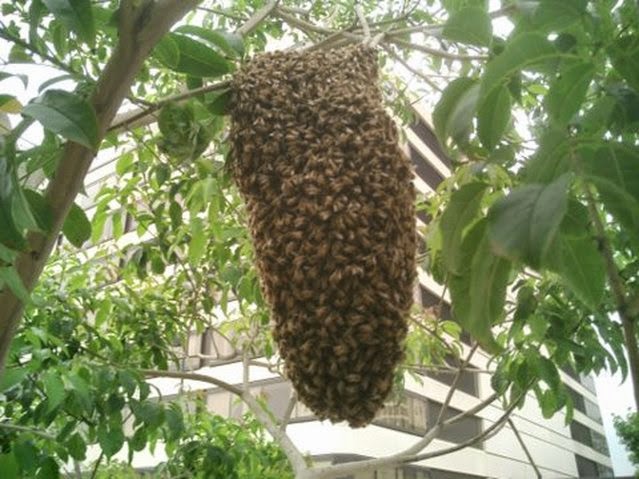 Bee Friendly Removal Services | 1312 24th St, Bellingham, WA 98225, USA | Phone: (360) 303-6220