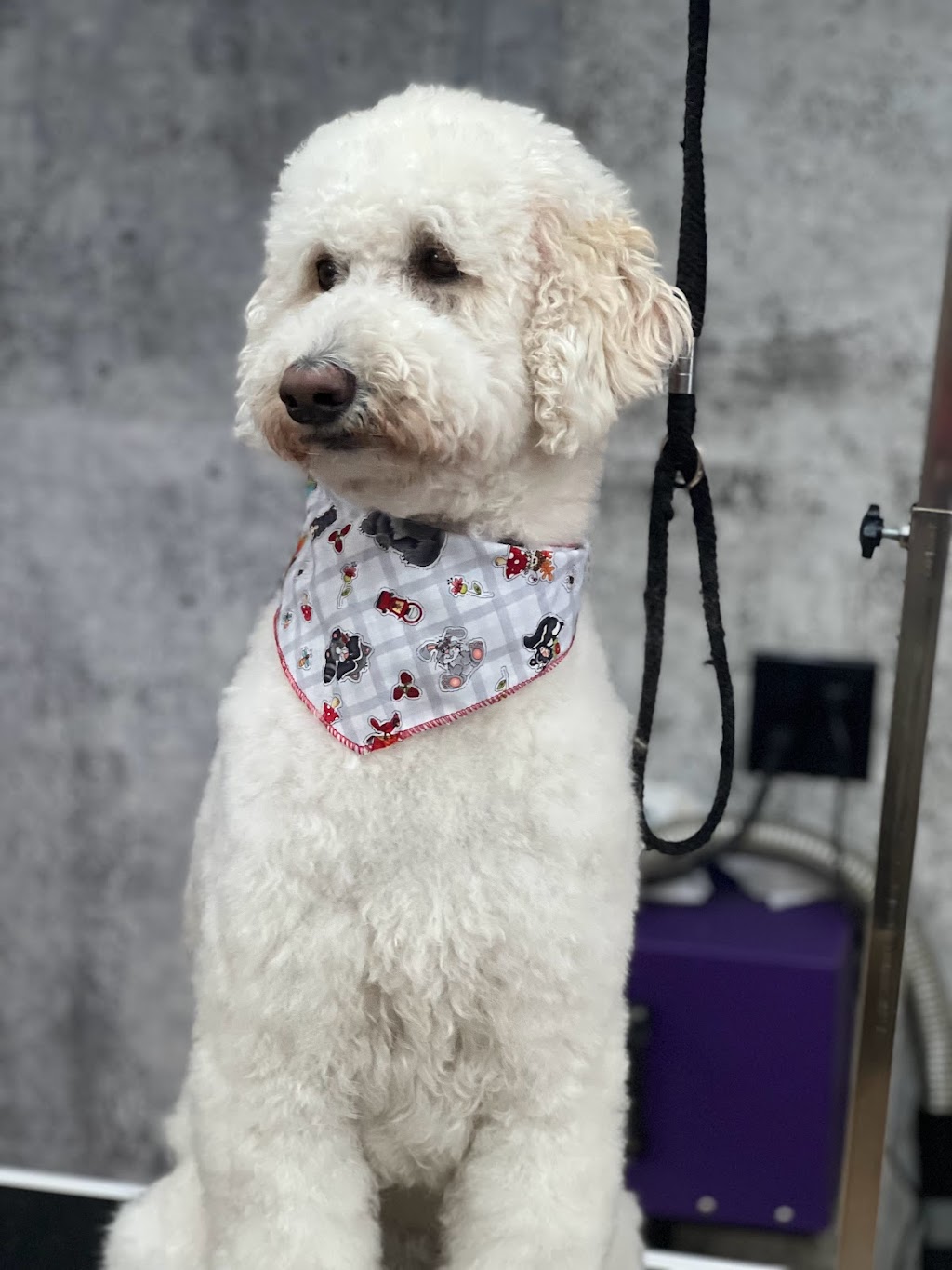La wooferie spa canin | 329 Rue du Plateau, Sainte-Martine, QC J0S 1V0, Canada | Phone: (514) 246-4940