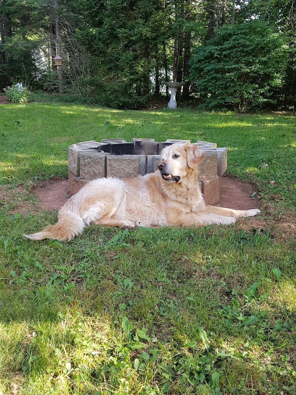 Bernfield Kennels | 4714 Nova Scotia Trunk 7, Porters Lake, NS B3E 1H7, Canada | Phone: (902) 827-3218