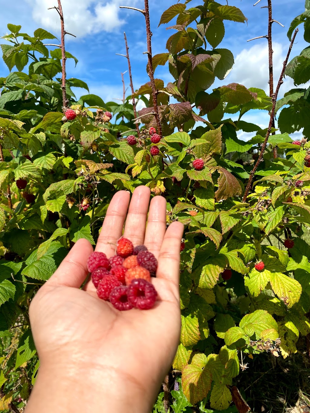 Horse Hill Berry Farm | 3203 211 Ave NE, Edmonton, AB T5Y 6P1, Canada | Phone: (780) 245-4930