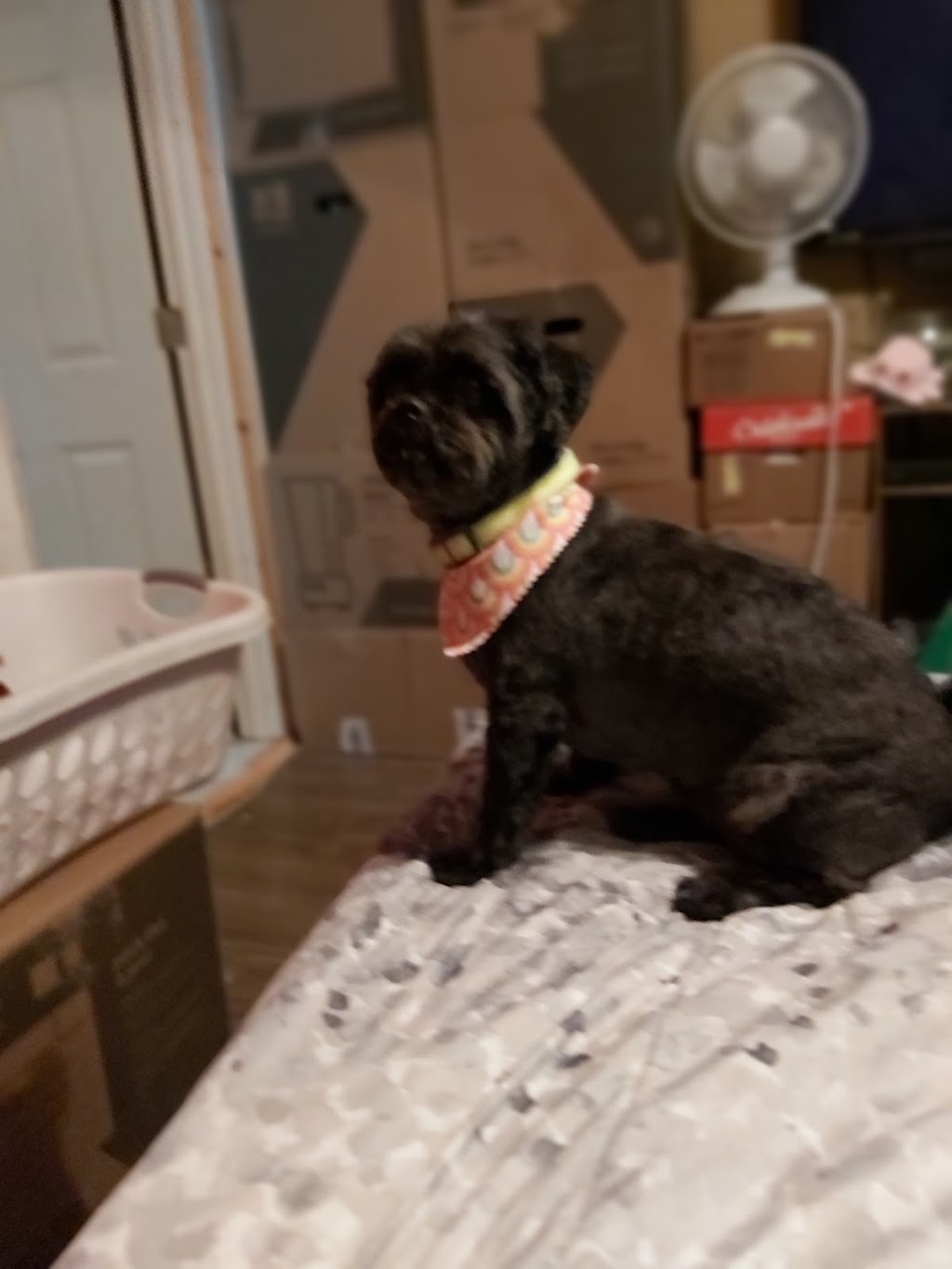 The Paris Dog Parlour | 119 Grand River St N, Paris, ON N3L 2M4, Canada | Phone: (519) 771-8421