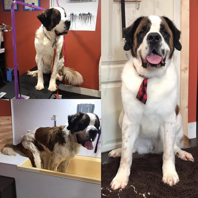 Kristal Clean Pet Grooming | 26 ONeal Rd, Second North River, NB E4J 3Z3, Canada | Phone: (506) 233-7387