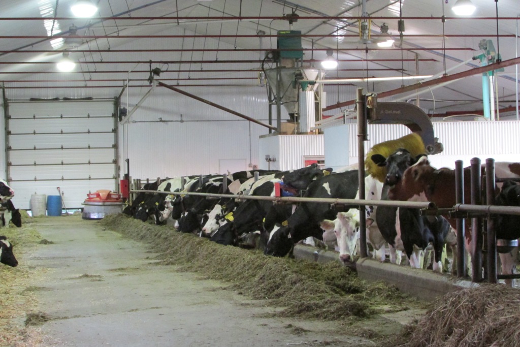 Ferme Vallée Verte - Fromagerie et produits laitiers frais | 180 Rang Guillaume Tell, Saint-Jean-de-Matha, QC J0K, Canada | Phone: (450) 886-2288