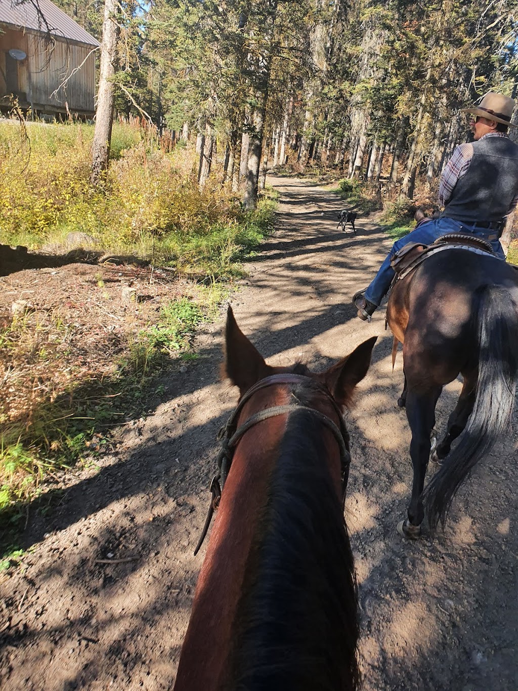Brewsters Lake Louise Stables | 111 Lake Louise Dr, Lake Louise, AB T0L 1E0, Canada | Phone: (403) 762-5454