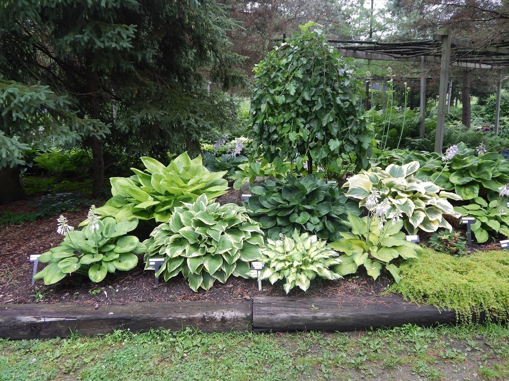 Hosta Choice Gardens | 4897 Irish Dr, Appin, ON N0L 1A0, Canada | Phone: (519) 289-5471