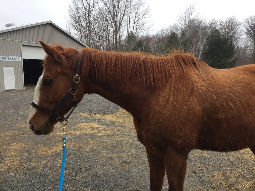 DreamCatcher Farm | 3185 McGarvey Rd, Inverary, ON K0H 1X0, Canada | Phone: (613) 353-9004