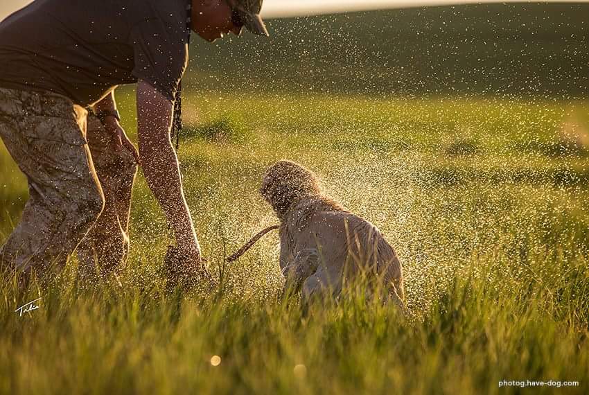 Ultimategundog | RR270, Cayley, AB T0L 0P0, Canada | Phone: (403) 422-4883