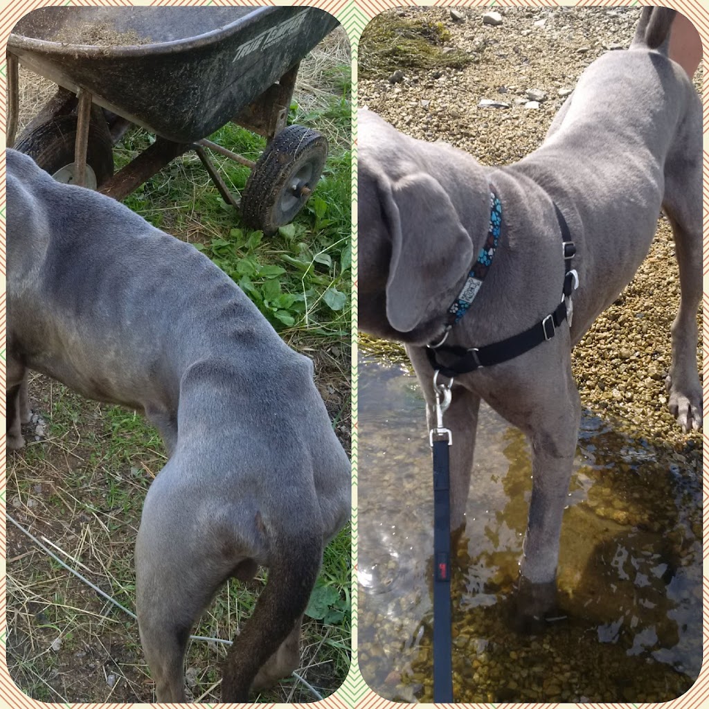 Integritys Haven Equine (Animal) Rescue Centre | 275 NS-12, Chester Basin, NS B0J 1K0, Canada | Phone: (902) 471-6121
