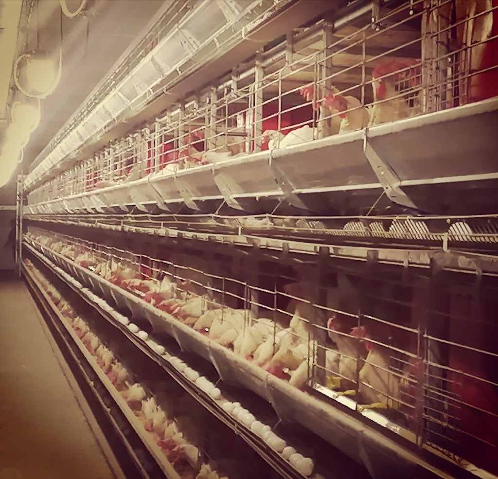 Ferme ViGo | 12 6e Rang, St-ONÉSIME, QC G0R 3W0, Canada | Phone: (418) 856-2082