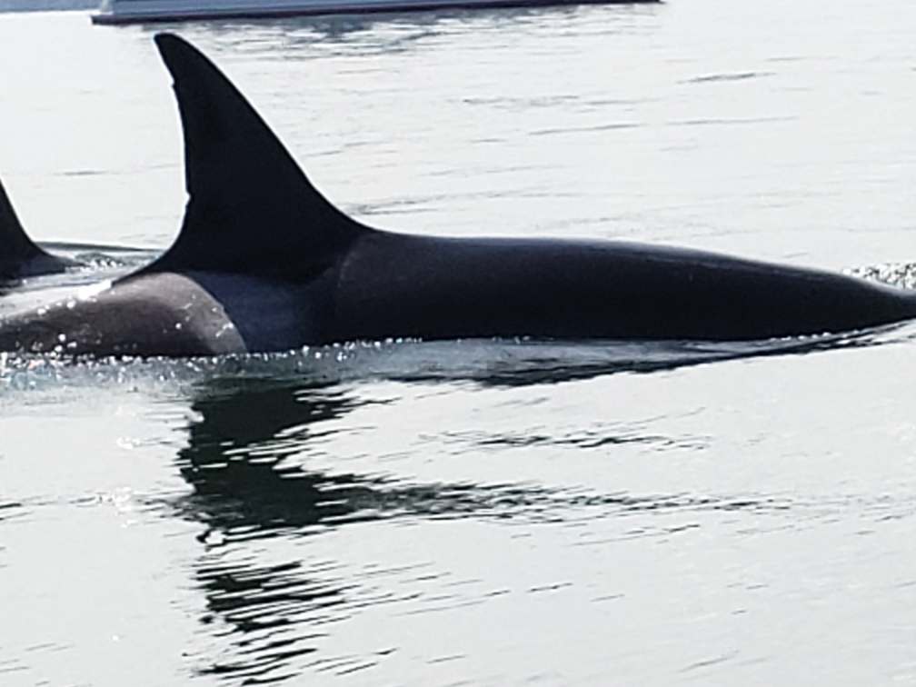 R&R Fishing Charters | 2201 Skyline Way, Anacortes, WA 98221, USA | Phone: (360) 941-6515