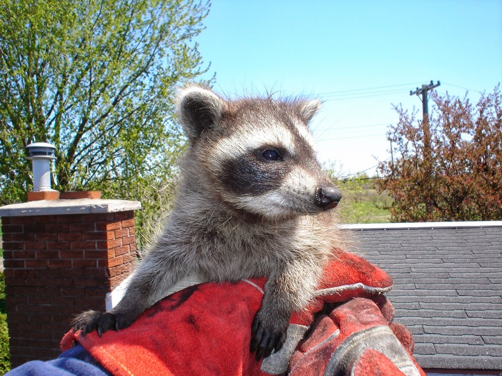 Skedaddle Humane Wildlife Control | 1288 Osprey Dr, Ancaster, ON L9G 4V5, Canada | Phone: (905) 574-7777