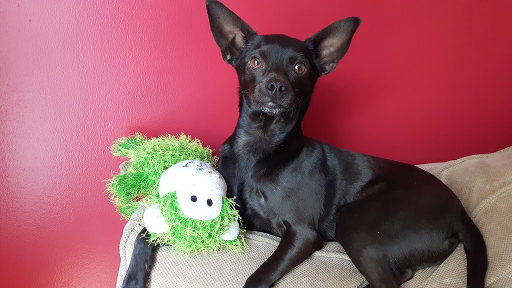 VCA Canada Kingsway Animal Hospital | 1770 King St E, Hamilton, ON L8K 1V7, Canada | Phone: (905) 547-1206