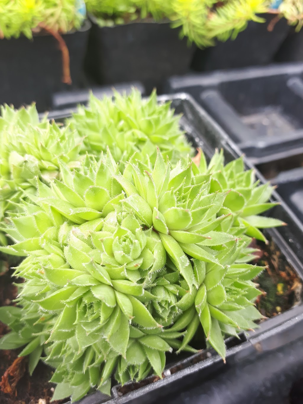 Estate Gardens Greenhouse | 52333 Range Rd 224, Sherwood Park, AB T8C 1B9, Canada | Phone: (780) 922-6329