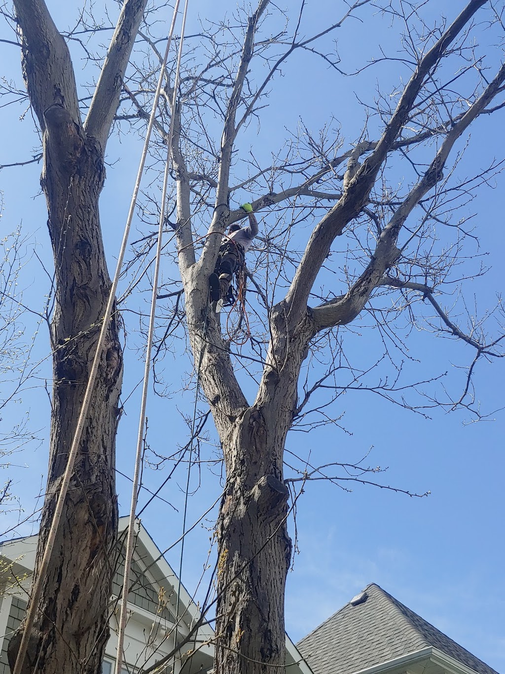 Tree Climbers | 5036 Thunder Rd, Carlsbad Springs, ON K0A 1K0, Canada | Phone: (613) 860-8733