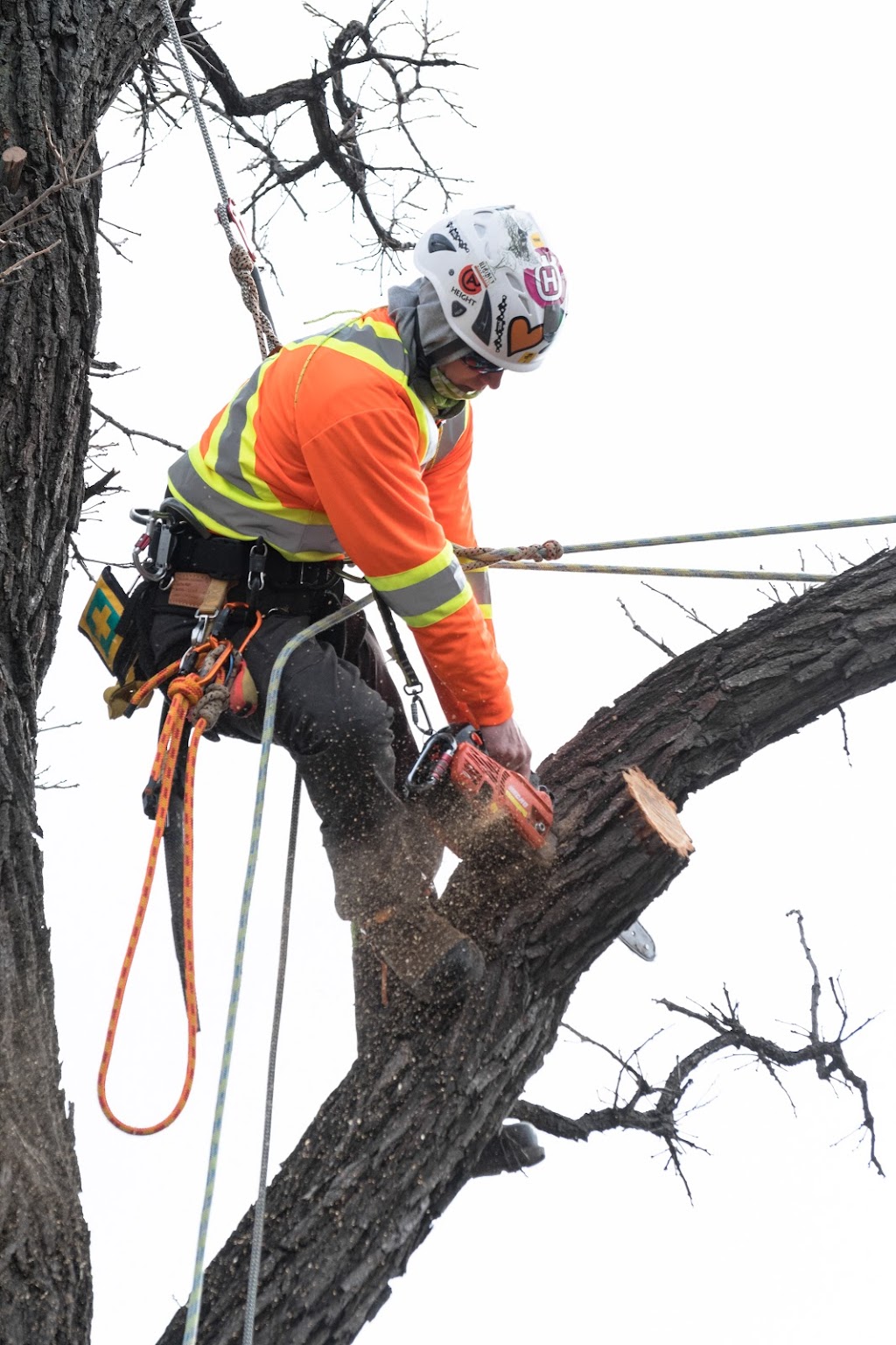 Britton Tree Care | 572 Jubilee Ave, Winnipeg, MB R3L 1P3, Canada | Phone: (204) 799-2504