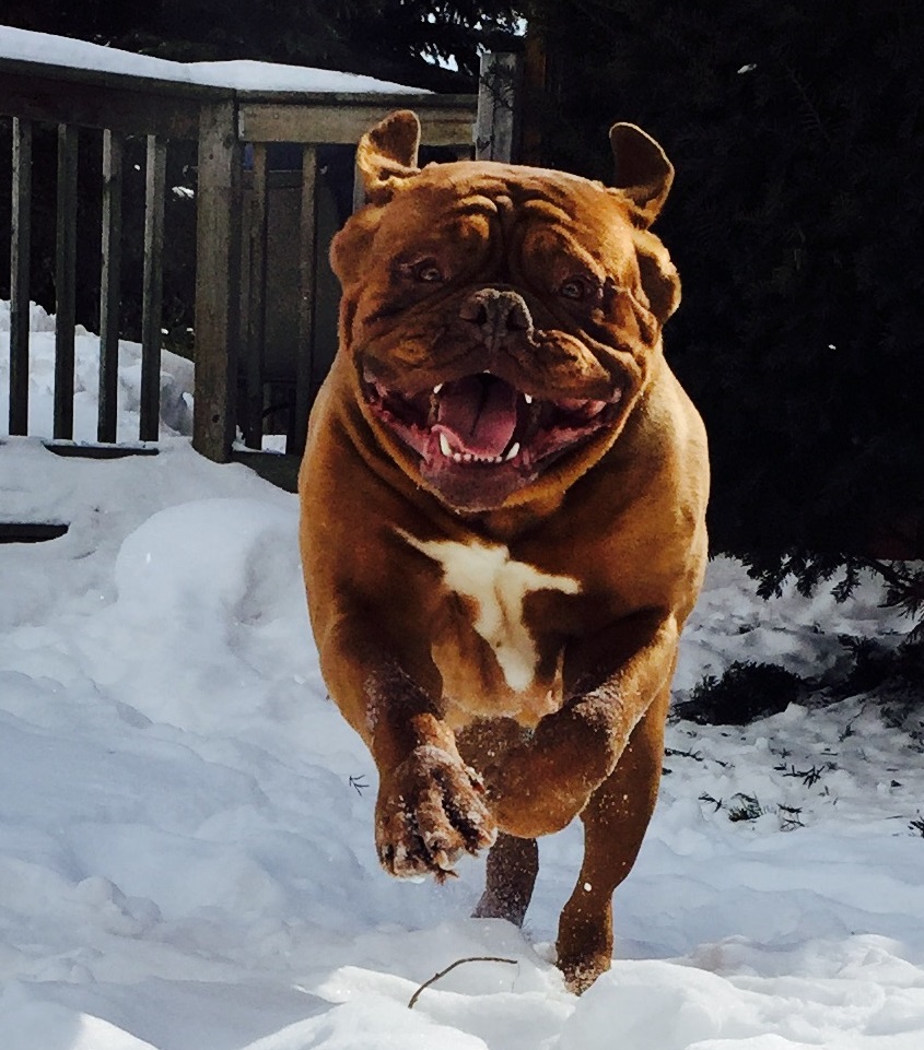 Chateau Rouge Dogue de Bordeaux | 1527 Windham Road 5, Vanessa, ON N0E 1V0, Canada | Phone: (519) 443-0363