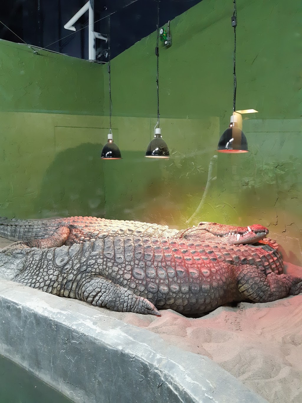 Reptilia Whitby | 1400 Victoria St E, Whitby, ON L1N 0M2, Canada | Phone: (905) 493-9537