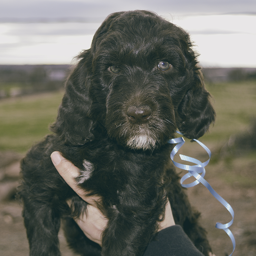 Hazy Daisy Doodles and Poodles Kennels | 5723 NB-880, Dobson Corner, NB E4Z 4B9, Canada | Phone: (506) 708-0553