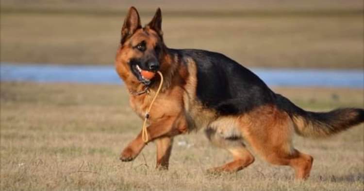 Von dalmo hof | Chem. Teafield, Godmanchester, QC J0S 1H0, Canada | Phone: (450) 802-7567