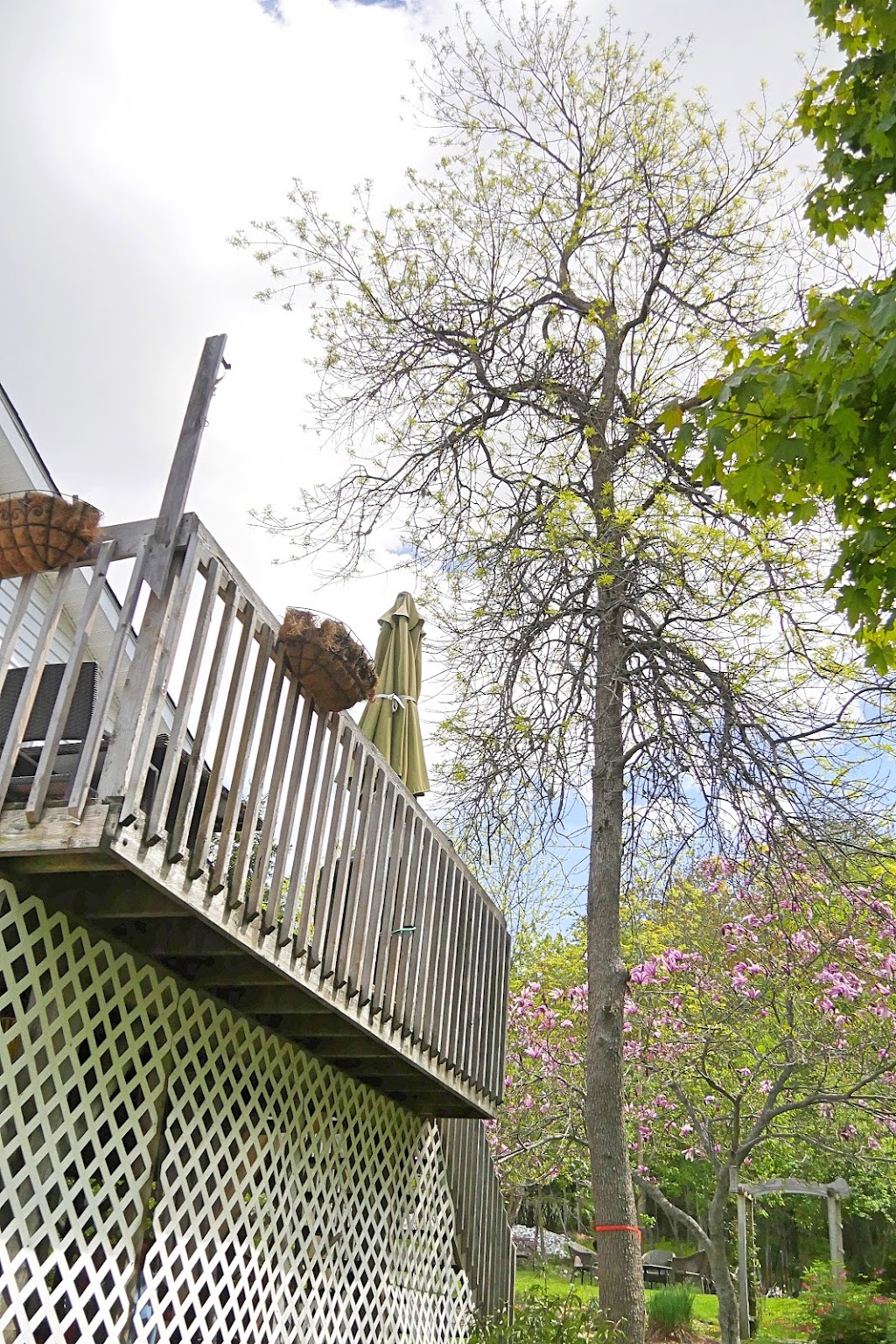 Sullys Tree Trimming | Rothesay, NB E2H 1G5, Canada | Phone: (506) 608-9394