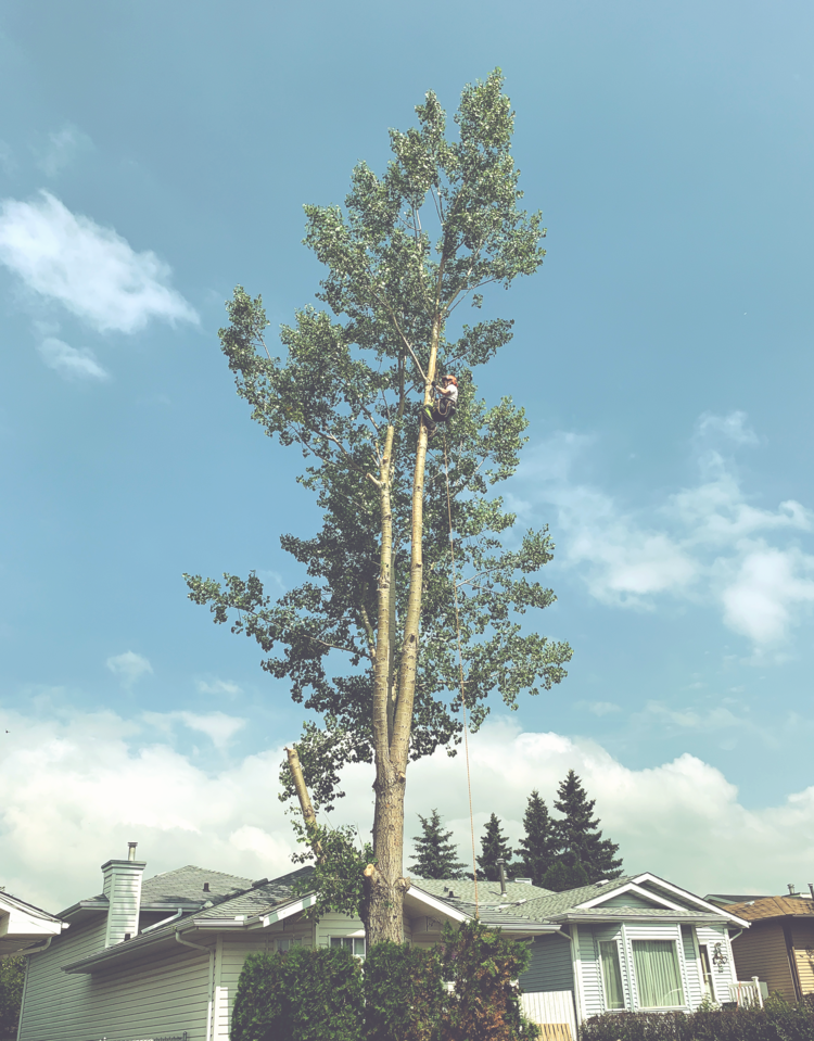 Arbs Tree Service | 56524 Range Rd 231, Sturgeon county, AB T0A 0K0, Canada | Phone: (780) 292-6481