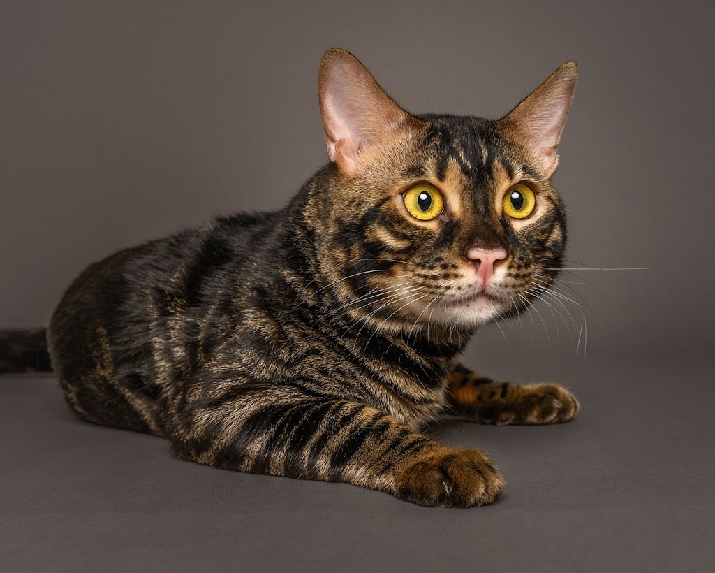 KW Bengals | Alison Ave, Cambridge, ON N1R 1N2, Canada | Phone: (519) 778-9502