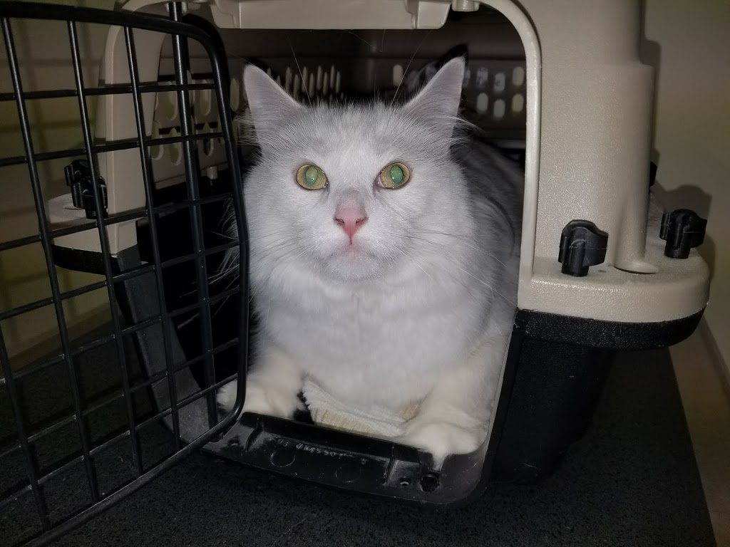 Marysville Veterinary Clinic | 1273 Gratiot Blvd, Marysville, MI 48040, USA | Phone: (810) 388-8800