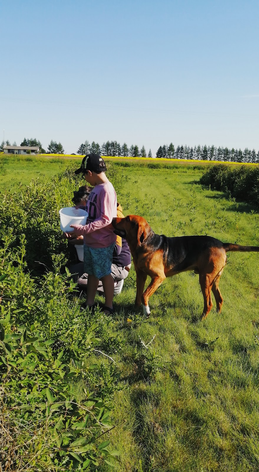 Pleasant View U Pick Berries | Site 2 Comp 6 RR#1, Crossfield, AB T0M 0S0, Canada | Phone: (403) 946-5400