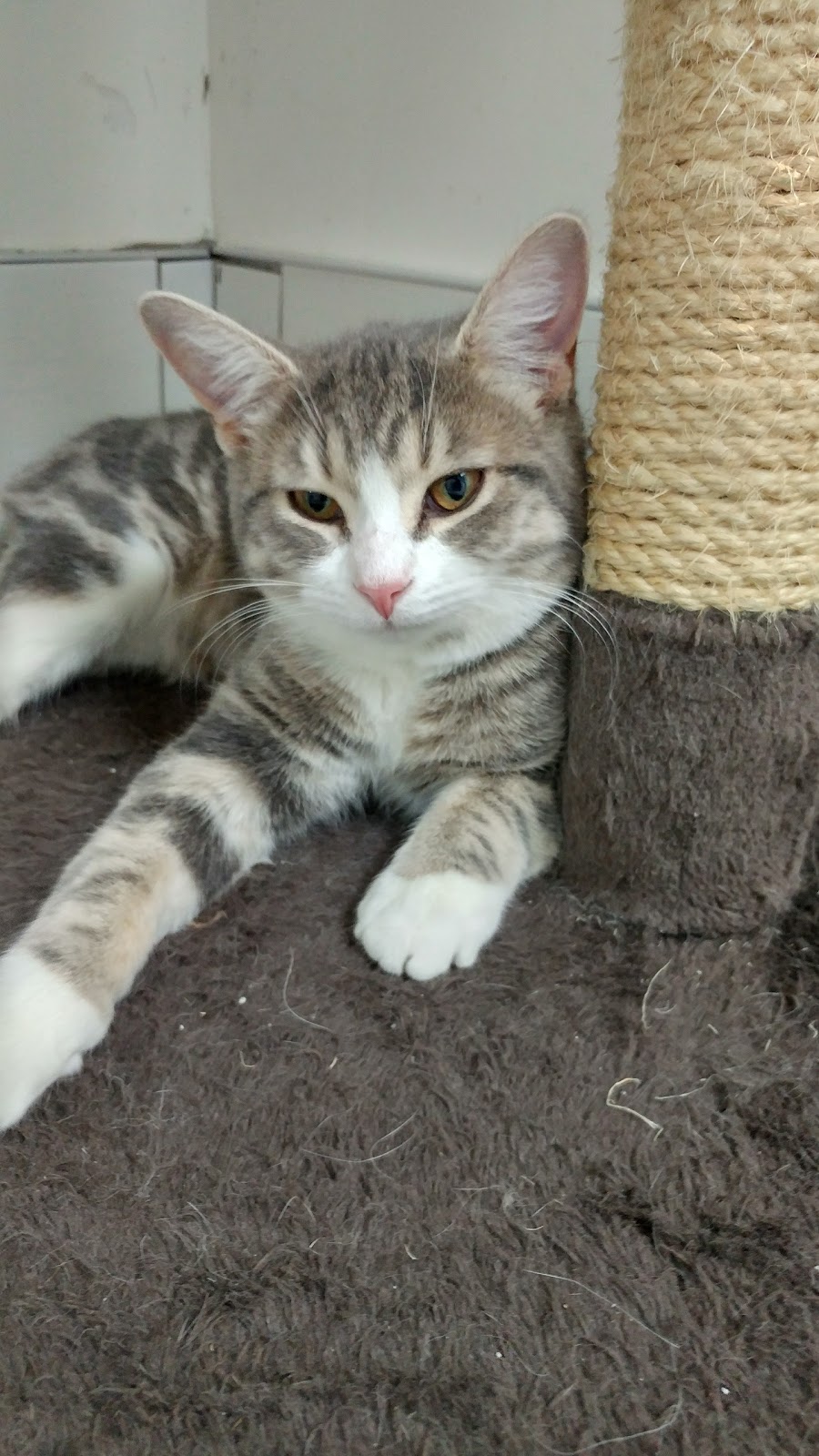 S.O.S. Minou et Pitou | 69 Chemin Saint-François-Xavier, Candiac, QC J5R 4V4, Canada | Phone: (450) 632-0011