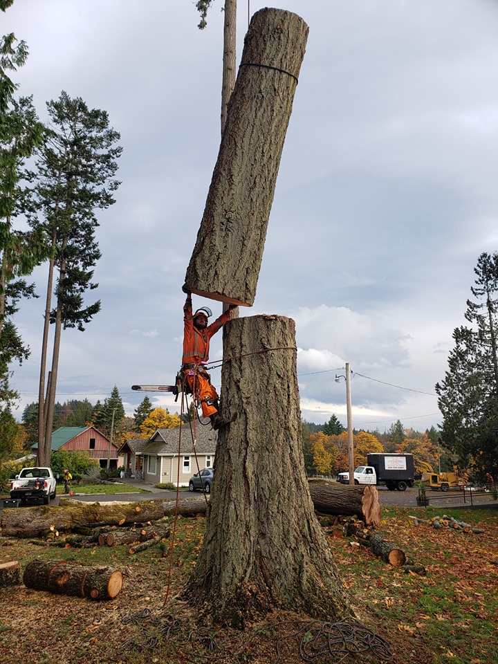 Competition Tree Service | Shawnigan Lake, BC V0R 2W0, Canada | Phone: (250) 744-6498