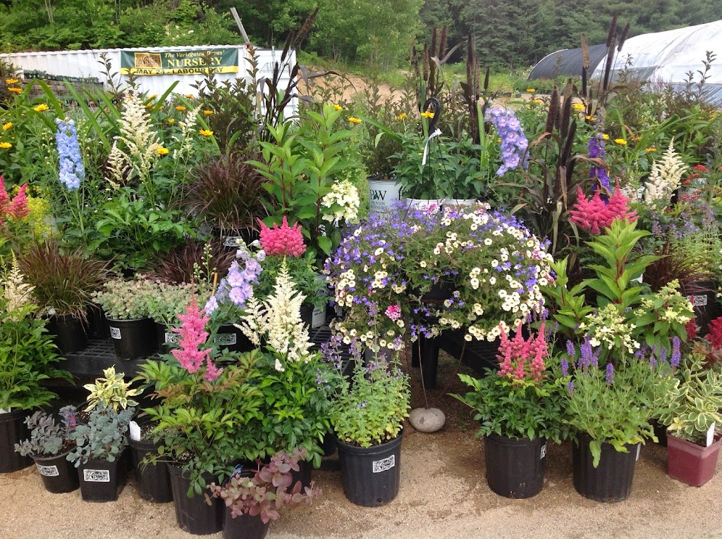 The Variegated Devas Nursery | #1027 Hwy # 11 DO NOT TAKE RATTRAY ROAD -#1027 Driveway exits directly from Hwy#11, Emsdale, ON P0A 1J0, Canada | Phone: (705) 787-5812
