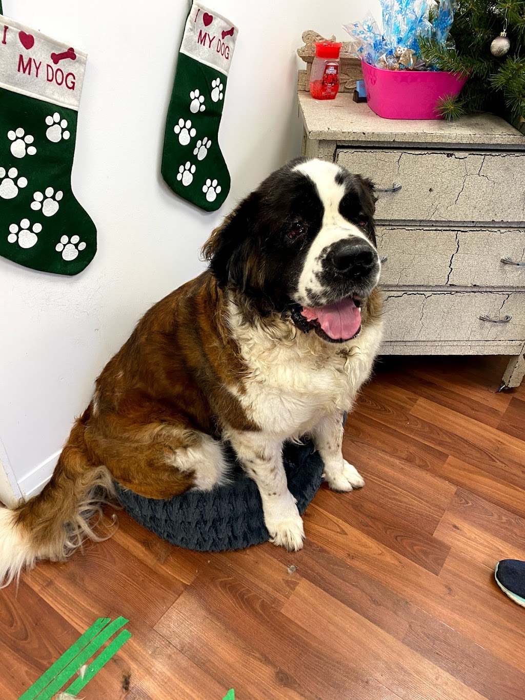 UR FUREVER GROOM | 130 Queen St E Unit #5, Brampton, ON L6V 1B1, Canada | Phone: (289) 544-6804