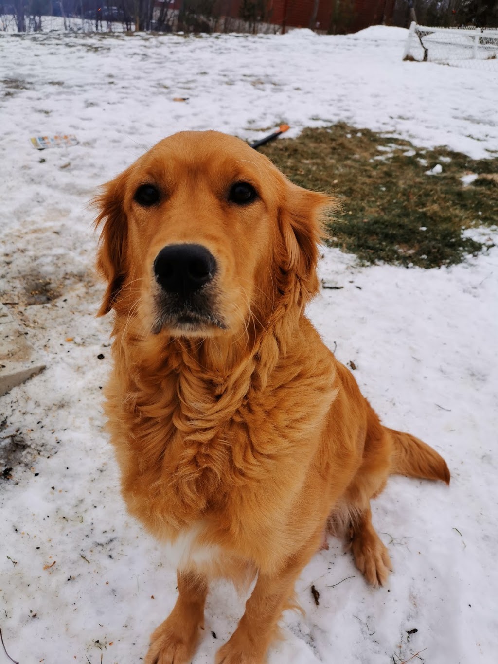 Élevage Diamigold Golden Retriever | 323 Rue Paquet, Saint-François-Xavier-de-Brompton, QC J0B 2V0, Canada | Phone: (819) 932-8844