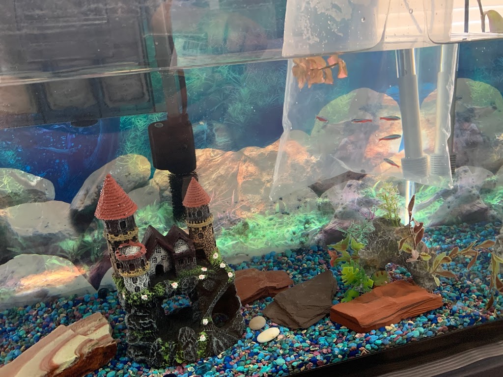 CMA Aquatics Coral | 876 Weston Rd, York, ON M6N 3R6, Canada | Phone: (416) 901-9777