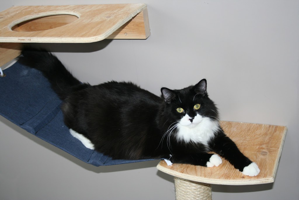 CatNaps Boarding Exclusively for Cats | 338072 40 St W, DeWinton, AB T0L 0X0, Canada | Phone: (403) 982-2287