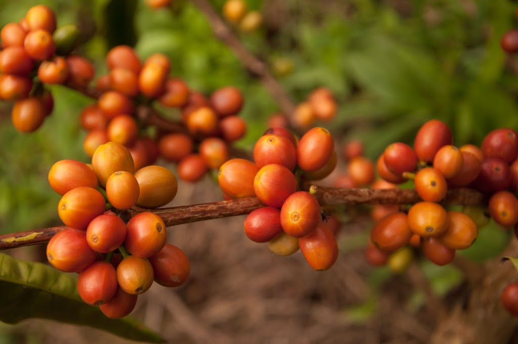 Muisca Coffee | 4502 Cokato Rd, Fernie, BC V0B 1M4, Canada | Phone: (250) 423-1356
